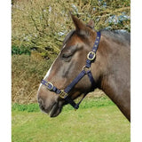 Dark blue leather horse halter with brass fittings featured in rhinegold nylon headcollars collection