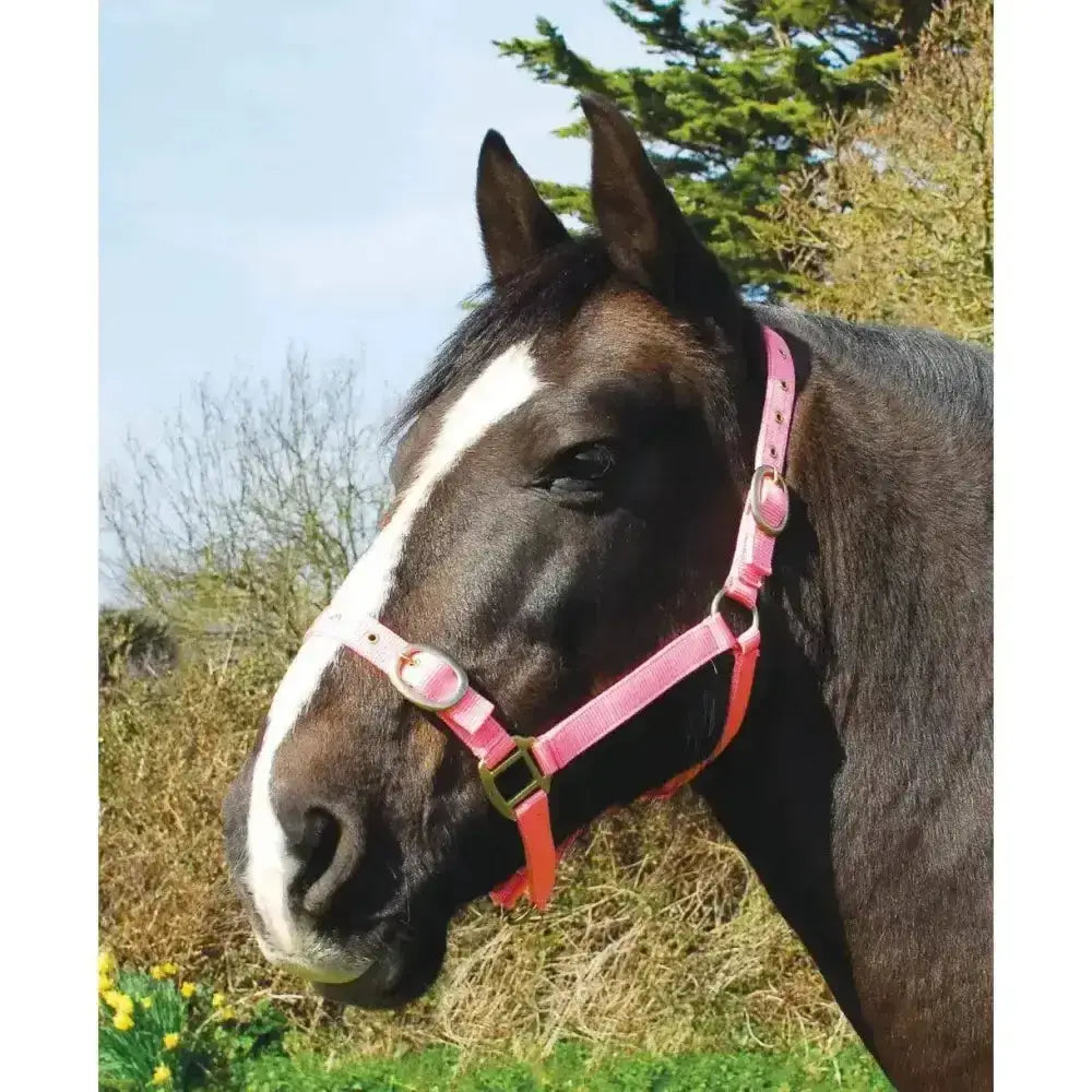 Pink leather horse halter with brass hardware showcased alongside rhinegold nylon headcollars and leadropes