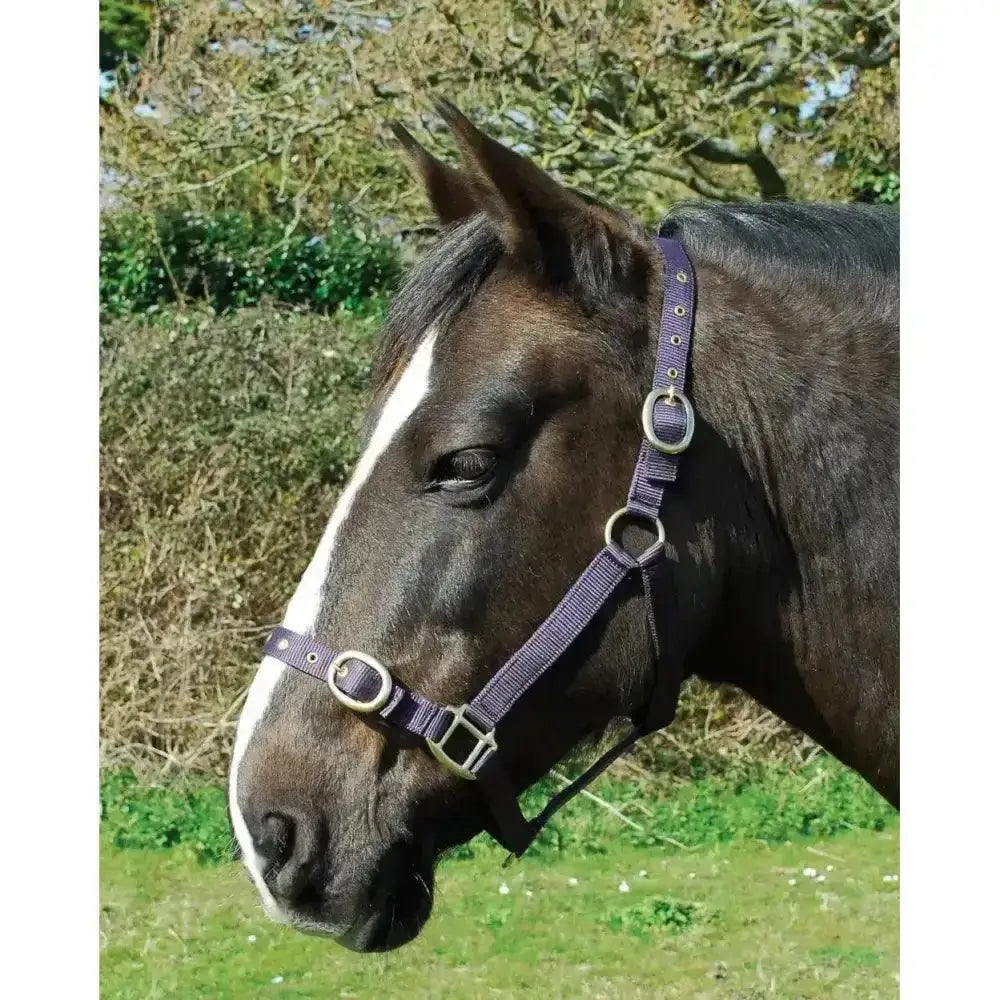 Purple woven rhinegold nylon headcollars with silver buckles and rings perfect for double layer nylon headcollars