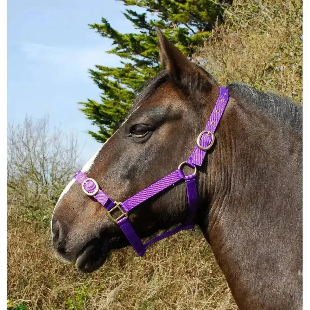 Purple rhinegold nylon headcollars with brass metal hardware featuring durable double layer nylon and leadropes options