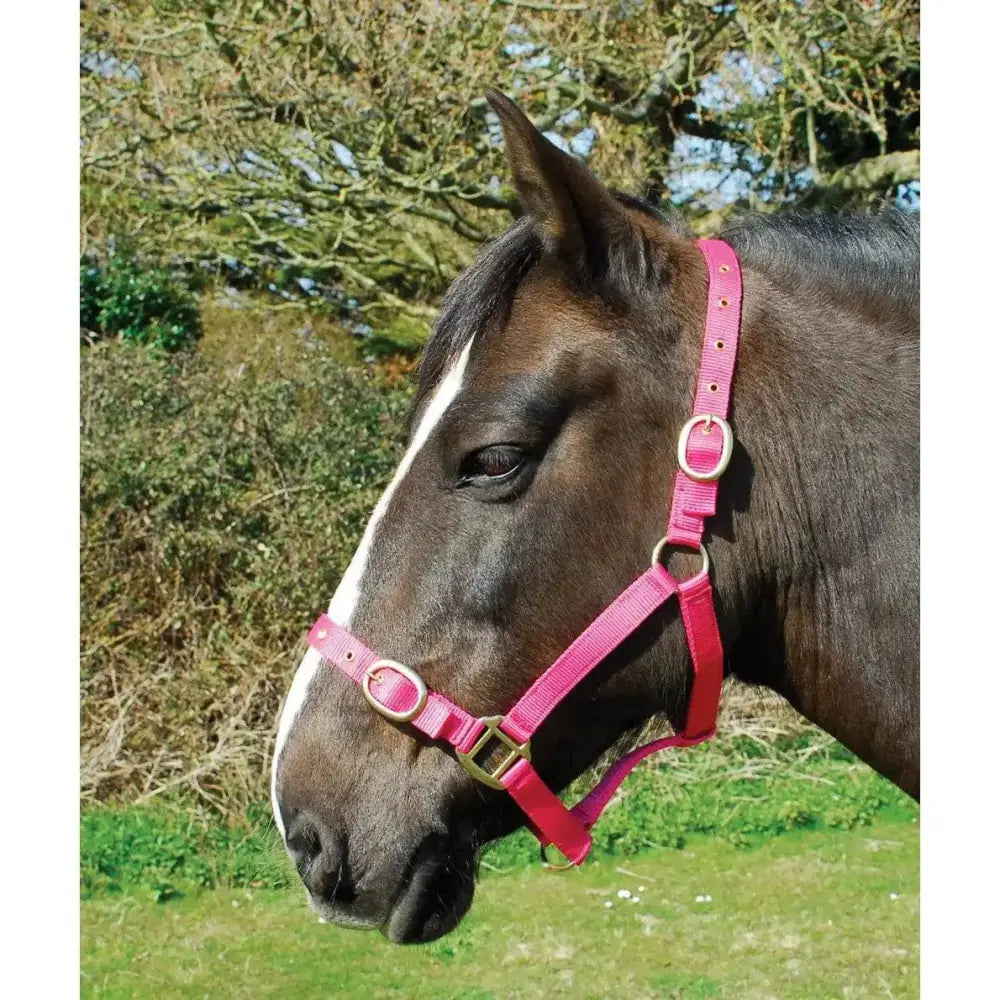 Rhinegold Nylon Headcollars Raspberry Shetland Headcollars & Leadropes Barnstaple Equestrian Supplies