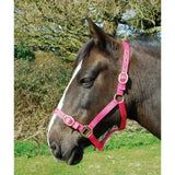 A vibrant pink leather horse halter with silver buckles perfect for rhinegold nylon headcollars and leadropes