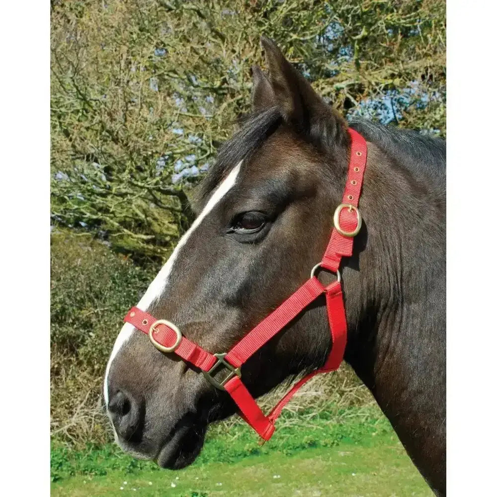 Red leather horse halter with gold hardware as a stylish alternative to rhinegold nylon headcollars and double layer nylon headcollars