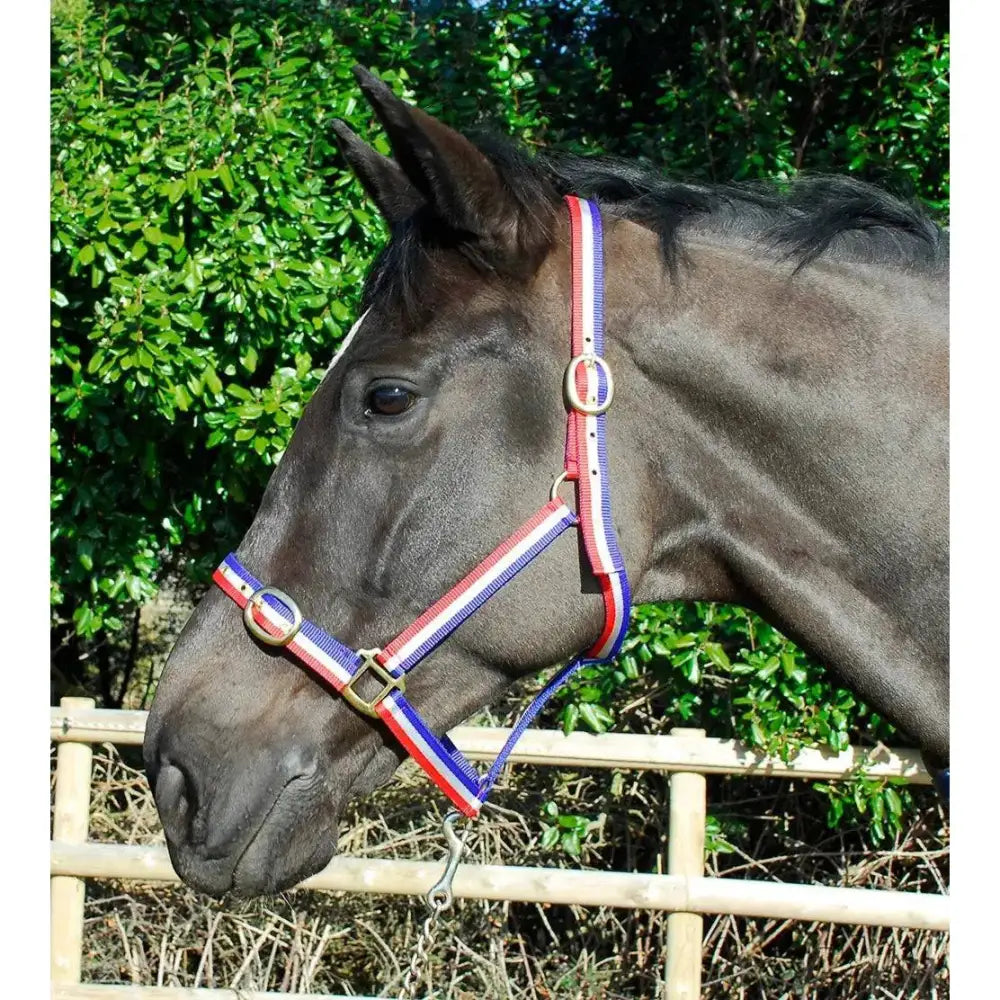 Rhinegold Nylon Headcollars Red / White / Blue Shetland Headcollars & Leadropes Barnstaple Equestrian Supplies