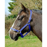 Bright blue rhinegold nylon headcollar with silver buckles and rings made from double layer nylon for durability