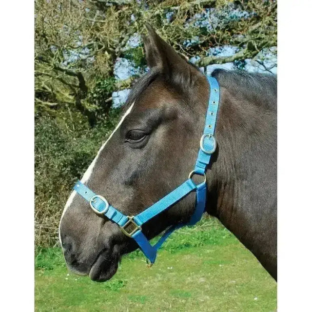 Bright blue rhinegold nylon headcollars with silver buckles made from durable double layer nylon for comfortable wear