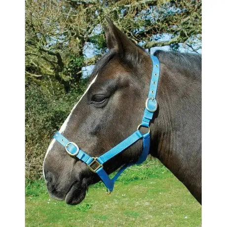 Rhinegold Nylon Headcollars Turquoise Shetland Headcollars & Leadropes Barnstaple Equestrian Supplies