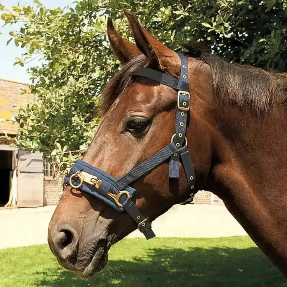 Navy blue leather Rhinegold nylon lunging cavesson headcollar with gold-tone metal hardware for horse training