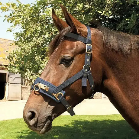 Navy blue leather Rhinegold nylon lunging cavesson headcollar with gold-tone metal hardware for horse training
