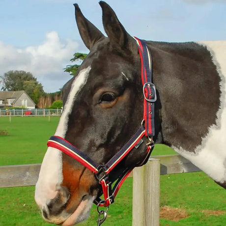 Rhinegold Padded Striped Headcollar & Rope Set Burgundy Stripe Cob Headcollars & Leadropes Barnstaple Equestrian Supplies