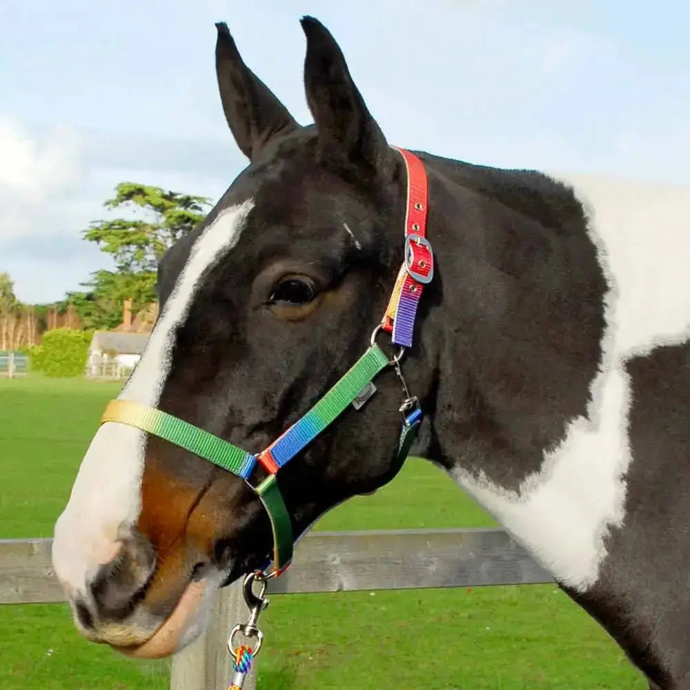 Rhinegold Rainbow Headcollar And Lead Rope Set Rainbow Pony Headcollars & Leadropes Barnstaple Equestrian Supplies