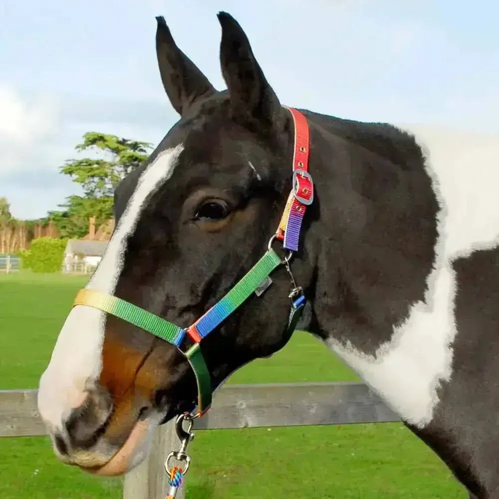 A black and white horse wearing a colorful rhinegold rainbow headcollar with a trigger clip throat latch and lead rope set