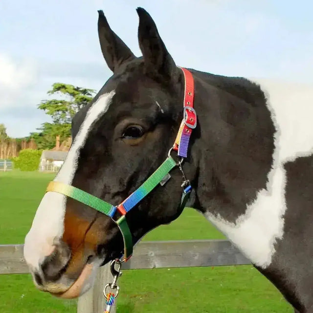 A black and white horse wearing a colorful rhinegold rainbow headcollar with a trigger clip throat latch and lead rope set