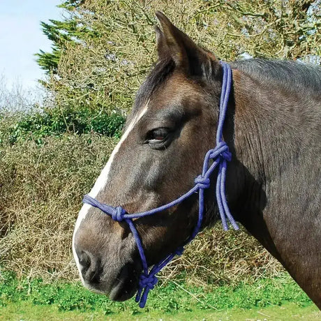 Purple braided rope halter with knotted details from rhinegold rope halter traditional rope halter rope headcollars