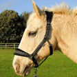 Light-colored horse wearing black star spangled headcollar with white polka dots and soft padded headpiece