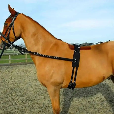 Black leather rhinegold training horse harness with silver studs and metal buckles from breaking kit lunging systems