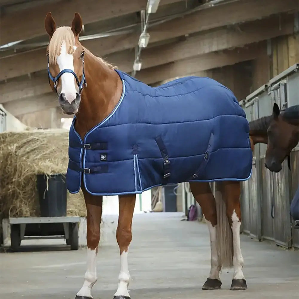 Blue quilted riding world stable rug with white trim and black buckles perfect for stable use