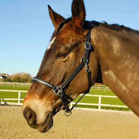 Rocco Italia Milano Leather Headcollar Black Cob Headcollars & Leadropes Barnstaple Equestrian Supplies