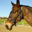 Brown horse wearing rocco italia milano milano leather headcollar with black leather and silver hardware