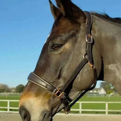 A dark brown horse wearing a rocco italia turin leather headcollar with luxury padded leather and brass hardware