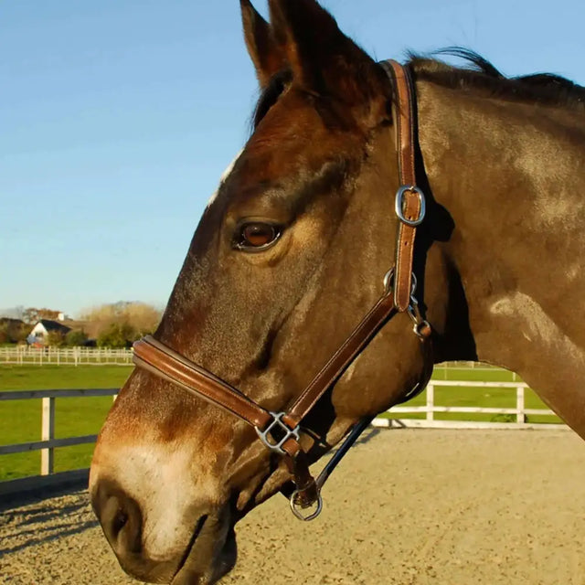 Rocco Italia Verona Leather Headcollar Brown Cob Headcollars & Leadropes Barnstaple Equestrian Supplies