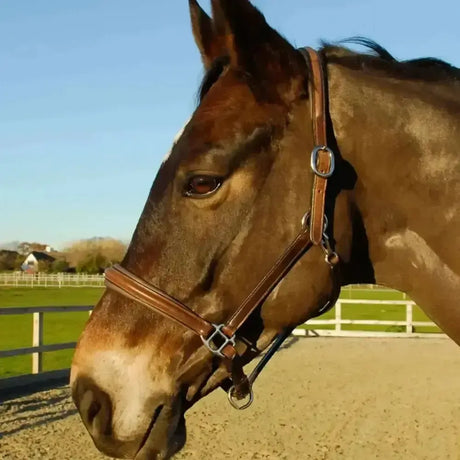 Rocco Italia Verona Leather Headcollar Brown Cob Leather Headcollars