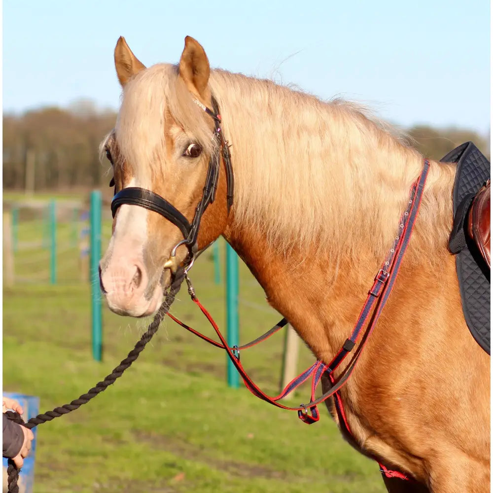 A light brown small pony wearing libbys running martingale with 25mm webbing and red reins on black leather tack