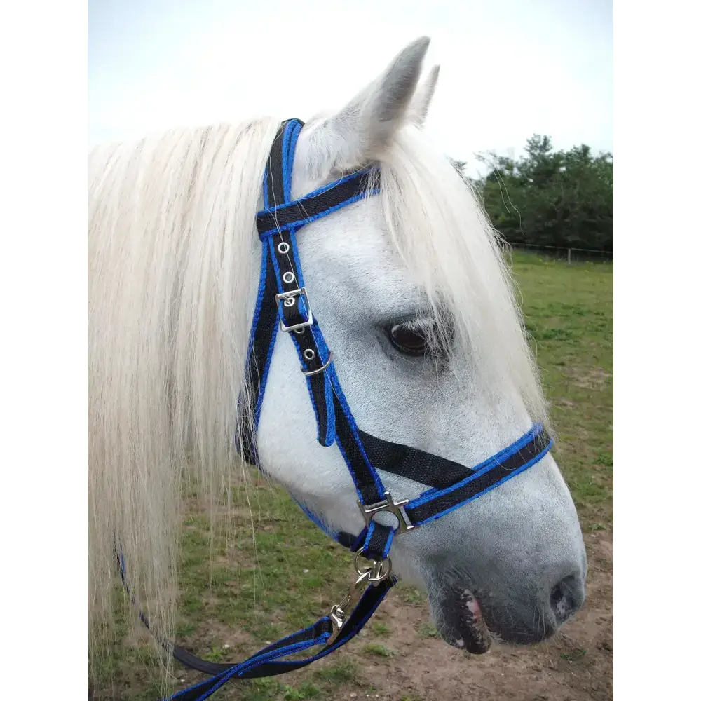 Scawbrig Bitless Bridle Navy/Red Small Pony 