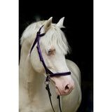 A white horse with striking blue eyes wears a sleek purple velvet scawbrig bitless bridle with cheek pieces for small pony