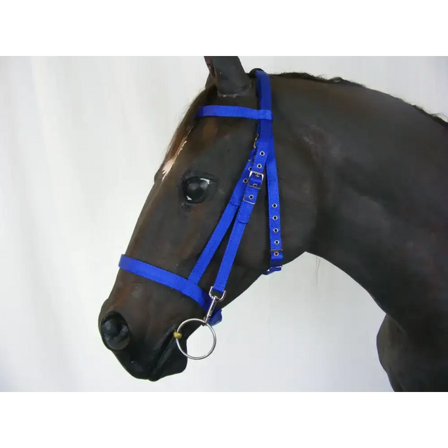 Schooling Bridle Blue Pony Standard 
