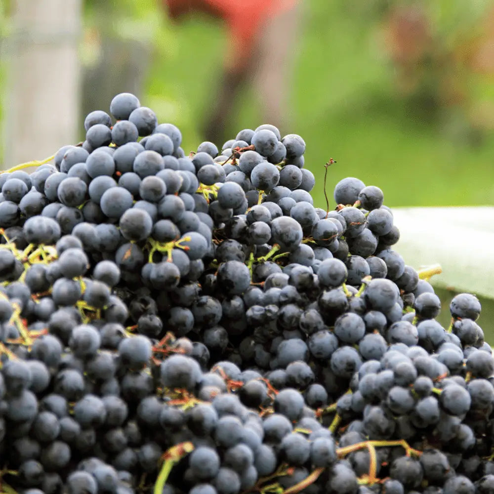 A bountiful pile of plump dark purple seedless red grapes with green stems perfect for snacking