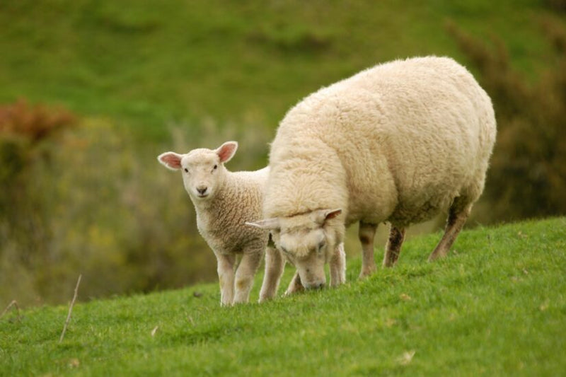 Sheep Feed Barnstaple North Devon