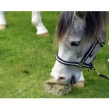 A gray horse with a black mane wearing a white harness grazing on mature timothy grass for horse feeds meadowbrix