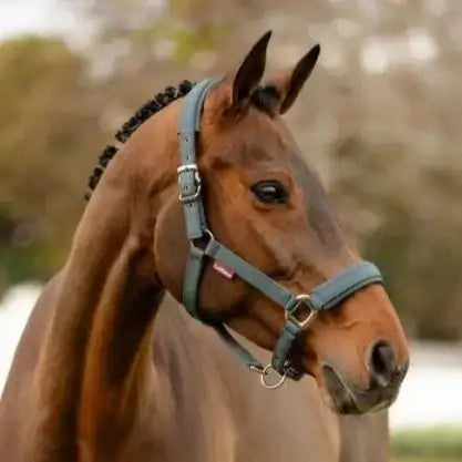 A sleek, dark gray horse halter with silver hardware and a small red brand tag.