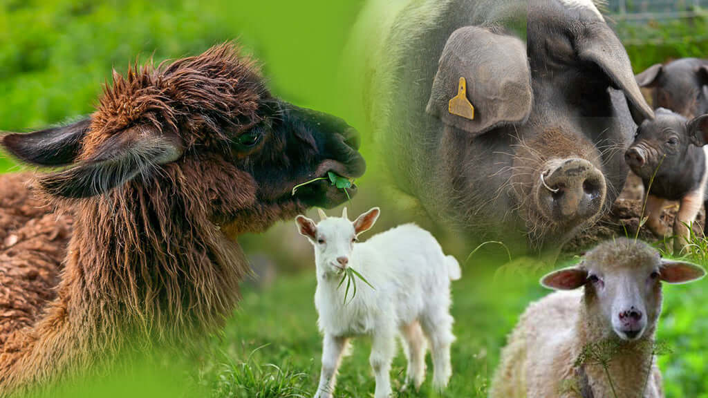 Smallholders Range of Animal Feeds from Allen & Page and Harpers including Poultry Feed, Pig Food, Goat Food and Sheep Feed.  Online Discounts with local Click & Collection and Van Delivery