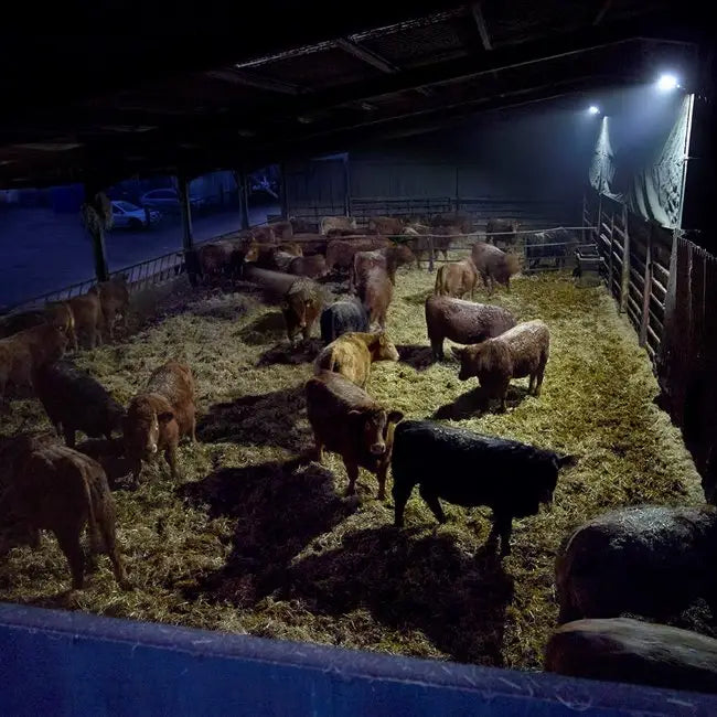 A group of brown and black cattle in a dim barn lit by solar technology arena 2k led with timed illumination mode