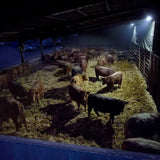 A group of brown and black cattle in a dim barn lit by solar technology arena 2k led with timed illumination mode