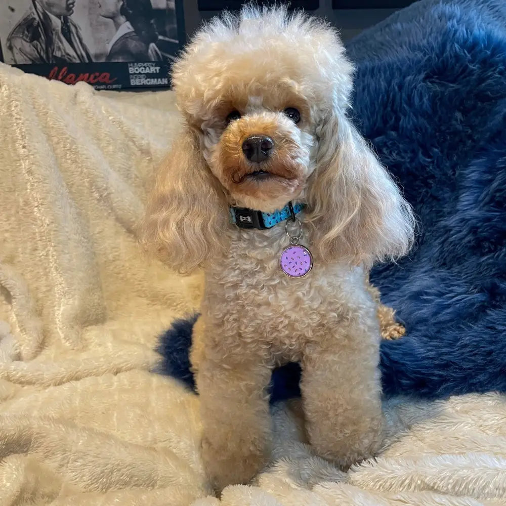 A fluffy cream poodle wearing a days collar blue with a purple tag from the sprinkles for days collar collection