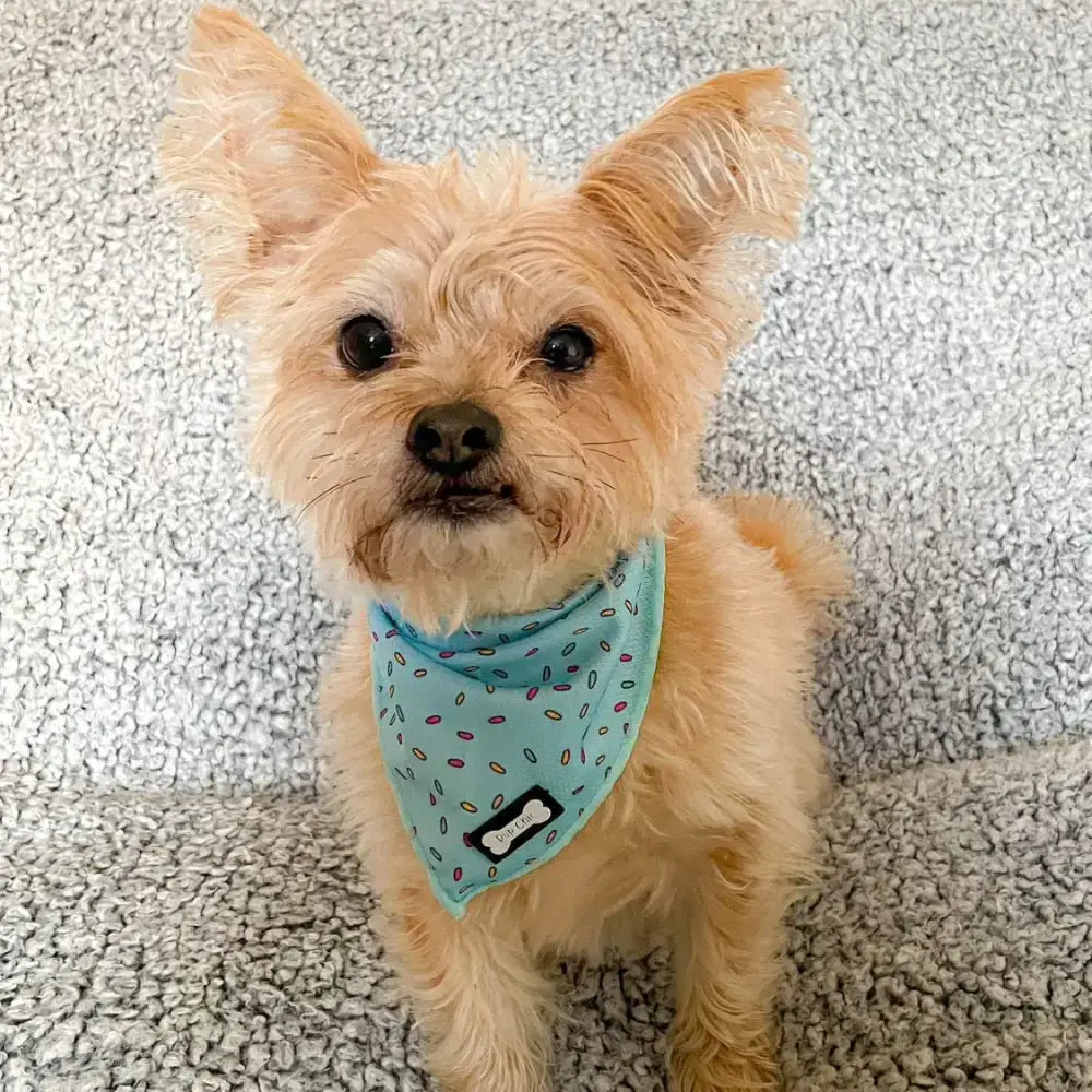 A tan dog wearing a light blue cooling bandana with colorful sprinkles and a small black tag days cooling bandana