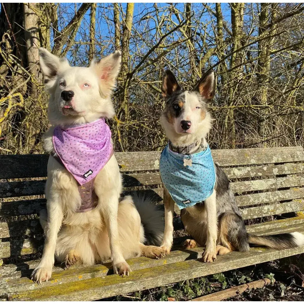 Two dogs wear blue sprinkles for days cooling bandana designed to keep pets comfortable and cool outdoors