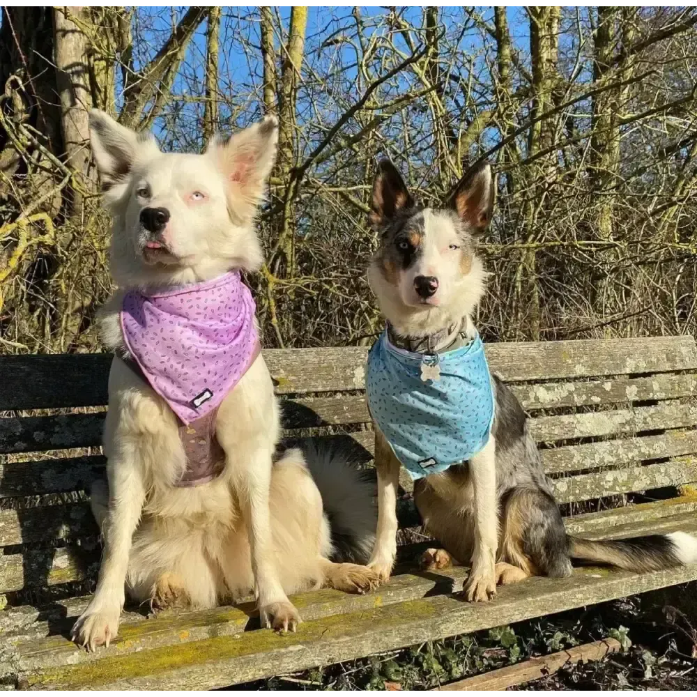 Sprinkles For Days Cooling Bandana - Pink S Pet Products
