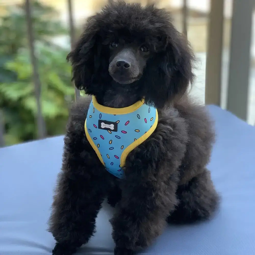 A black poodle wearing a sprinkles for days reversible dog harness with sprinkle print yellow trim in blue
