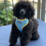 A black poodle wearing a sprinkles for days reversible dog harness with sprinkle print yellow trim in blue
