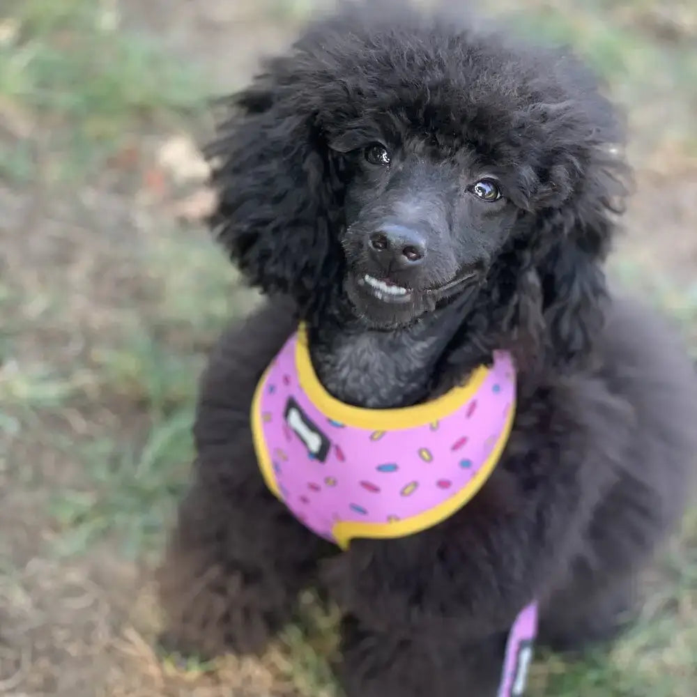 A black poodle wearing a pink and yellow donut patterned bandana with a sprinkle print yellow trim reversible dog harness