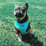 A black and tan french bulldog wearing a bright turquoise reversible dog harness with sprinkle print yellow trim and bone patterns