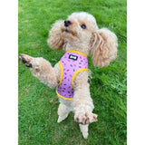 Fluffy white poodle wearing sprinkles for days reversible dog harness with pink donut pattern and yellow sprinkle print trim