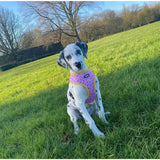Pink harness with yellow trim and black polka dot sprinkle print for days reversible dog harness size guide