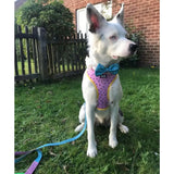 A white dog wearing a sprinkle print reversible dog harness with yellow trim and a blue bow tie, shown front side