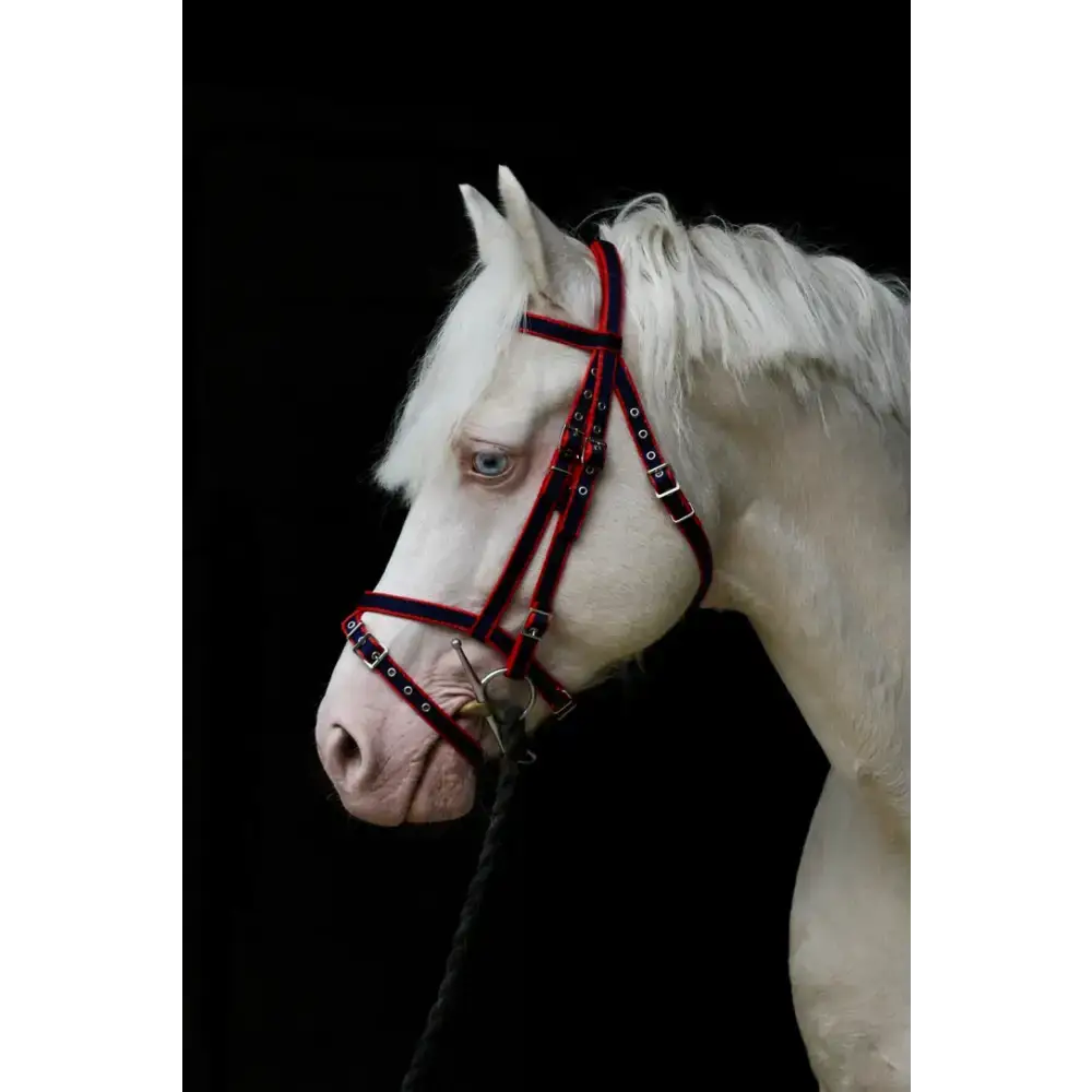 Standard Bridle - Cavesson Noseband Navy/Red Mini 