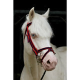 A white horse wearing a red and navy standard bridle with buckle fittings and a double thickness cavesson noseband